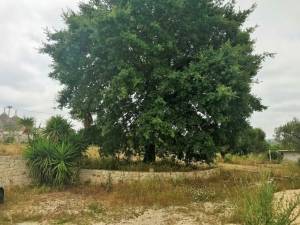 IMG_0039_2_FILEminimizer_original_copy_2