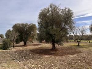 IMG_0849_FILEminimizer_original_copy_1