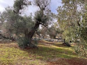 IMG_0864_FILEminimizer_original_copy_1