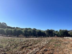 IMG_1409_FILEminimizer_original