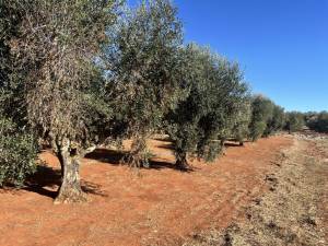 IMG_1412_FILEminimizer_original